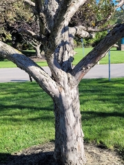 Malus prunifolia