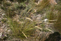 Pentameris macrocalycina