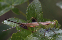 Conocephalus strictus