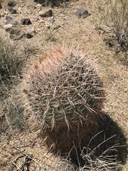 Ferocactus cylindraceus