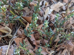Polygonum aviculare