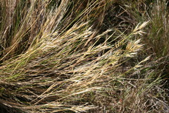 Pentameris macrocalycina