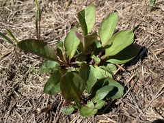 Solidago arguta