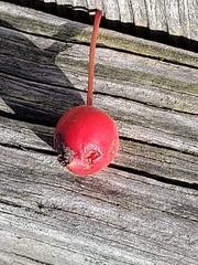Malus prunifolia