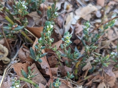 Polygonum aviculare