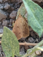 Achyra nudalis