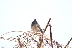 Pycnonotus cafer