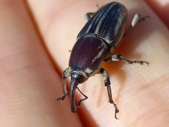 Sphenophorus aequalis