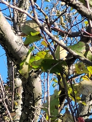 Malus prunifolia
