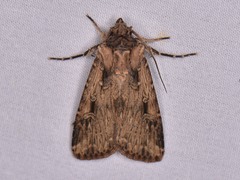 Feltia subterranea