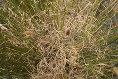 Pentameris macrocalycina