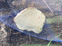 Spongiporus leucospongia