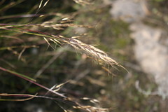 Pseudopentameris macrantha