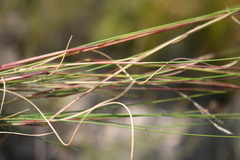 Pseudopentameris macrantha