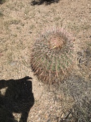 Ferocactus cylindraceus