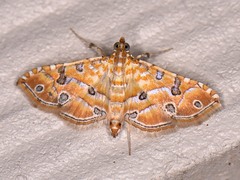 Ommatospila narcaeusalis
