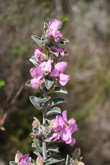 Podalyria hirsuta