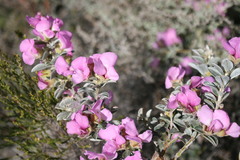 Podalyria hirsuta