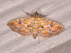 Ommatospila narcaeusalis