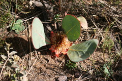 Protea acaulos