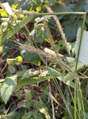 Elymus virginicus