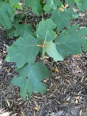 Hydrangea quercifolia