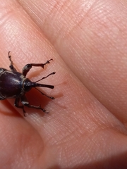 Sphenophorus aequalis