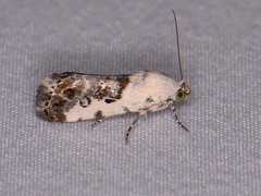 Ponometia phecolisca