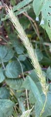 Elymus virginicus