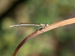 Platycnemis dealbata