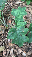 Hydrophyllum appendiculatum