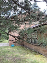 Pinus
