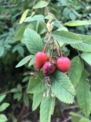Rosa nutkana