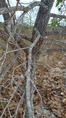 Annona crassiflora