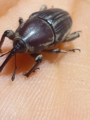 Sphenophorus aequalis