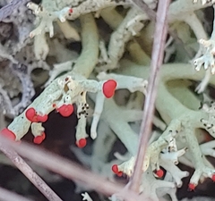 Cladonia leporina