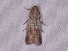 Chararica hystriculella