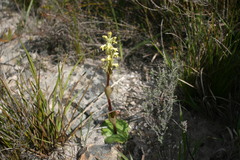 Satyrium bicorne