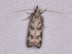 Dichomeris inversella