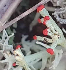 Cladonia leporina