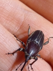 Sphenophorus aequalis