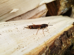 Tremex fuscicornis