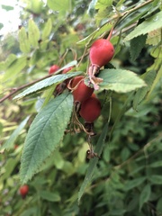 Rosa nutkana
