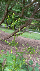 Erechtites hieraciifolius