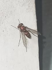 Condylostylus comatus