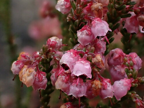 Image of Erica umbelliflora by (c) Ren Hoekstra, some rights reserved (CC BY)