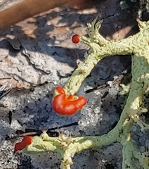 Cladonia leporina
