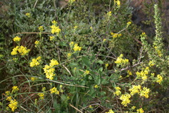 Senecio lanceus