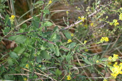 Senecio lanceus