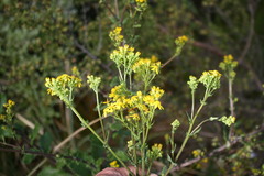 Senecio lanceus